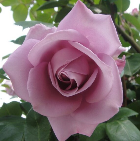 20 Pcs Seeds Purple Rose Bush Light Purple Rose Seed Rose Etsy