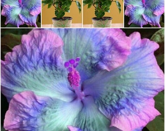 20 Purple Blue Hibiscus Seeds Flowers Flower Seed Bloom 462 Fresh