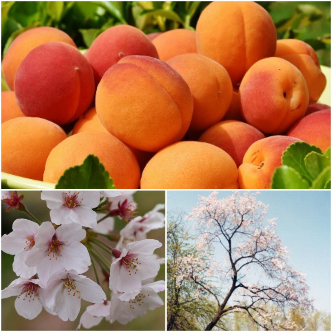 5 Prunus Mandshurica Seeds Manchurian Apricot Tree Prunus Etsy