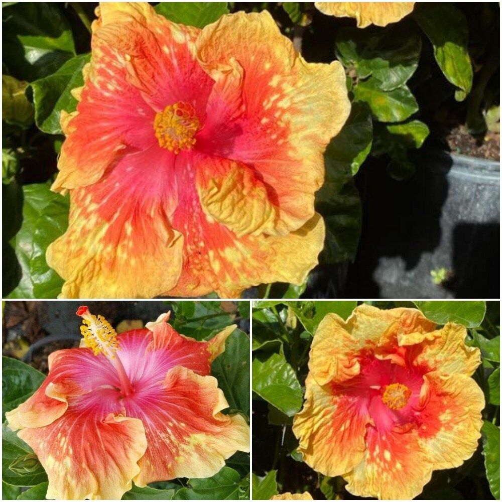 Moonwalk Adult Hibiscus Live Plant Size 3 Tall Volcano Etsy