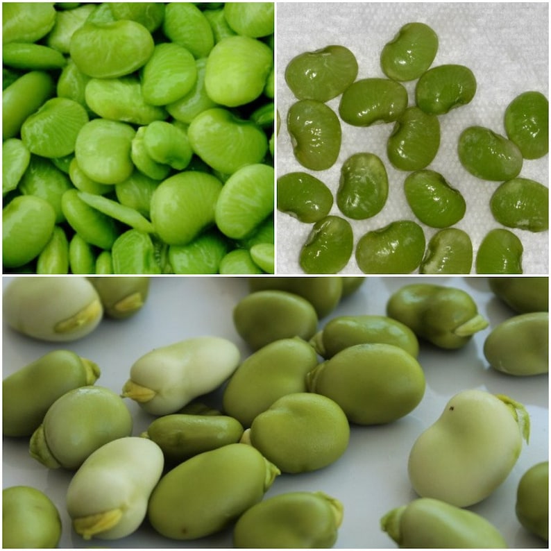 50 Green Lima Bean Seeds Phaseolus Lunatus Eastland Small Etsy