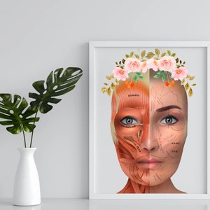 Facial Arteries Veins and muscles for injector botox dermal filler office  decor