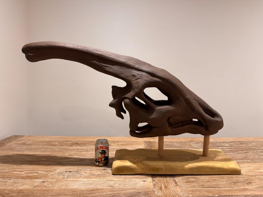 Parasaurolophus Dinosaur Skull Etsy