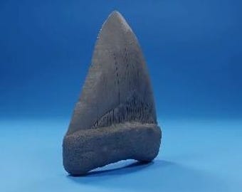 Megalodon Tooth 3D Model STL, Dinosaur Fossil Replica (Digital Download)