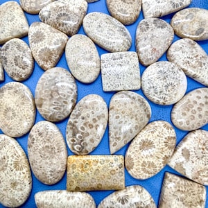 Fossil Coral Cabochon Lot: Gemstone Jewelry Making Supplies