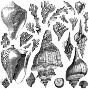 May include: A collection of seashells and coral in various shapes and sizes. The shells are mostly white and brown with intricate patterns. The coral is a light brown color and has a branching structure.