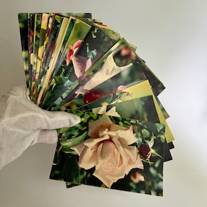 Conjunto de cartões postais vintage "Rose" feitos na URSS.Cartão postal colecionável.