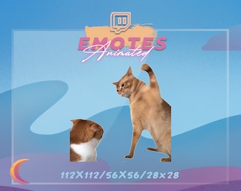 CAT hits cat on head MEME -  Meme Emote | Stream Emote | Meme Emote | Kawaii GIF