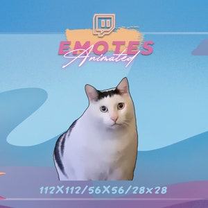 HUH CAT-meme - Meme-emote | Emote streamen | Meme-emote | Kawaii GIF