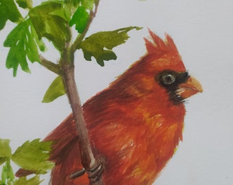 Cardinalis Original Watercolor Illustration