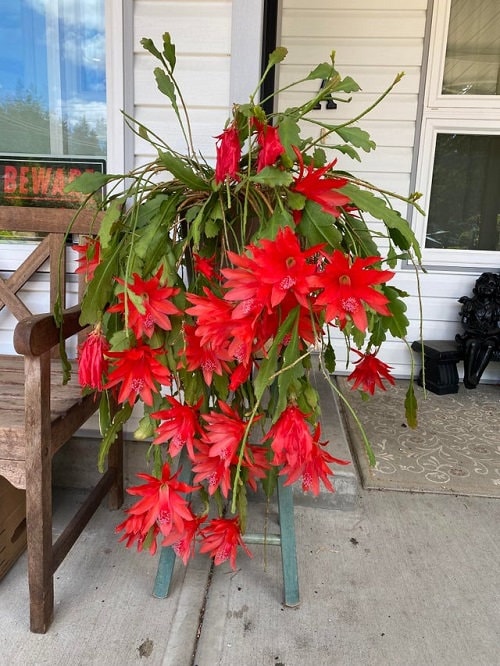 Red Epiphyllum Cactus Orchid Disocactus Ackermanii Cuttings - Etsy