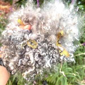 Platinum Gray Short Curly Teeswater Wool Locks, 4-5 inches long, Hand Dyed, Separated, for Felting, Weaving, Spinning, Doll Hair, Fiber Arts