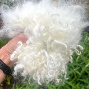 May include: A fluffy, white, cloud-like object with curly texture. The object has two silver ribbon accents. The background is blurred, with green foliage visible. The object appears to be held by a person.