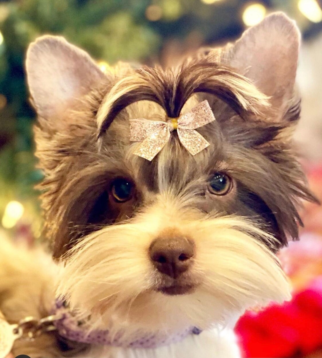 Small dog hair bows with elastic band Etsy