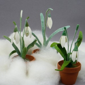 snowdrop