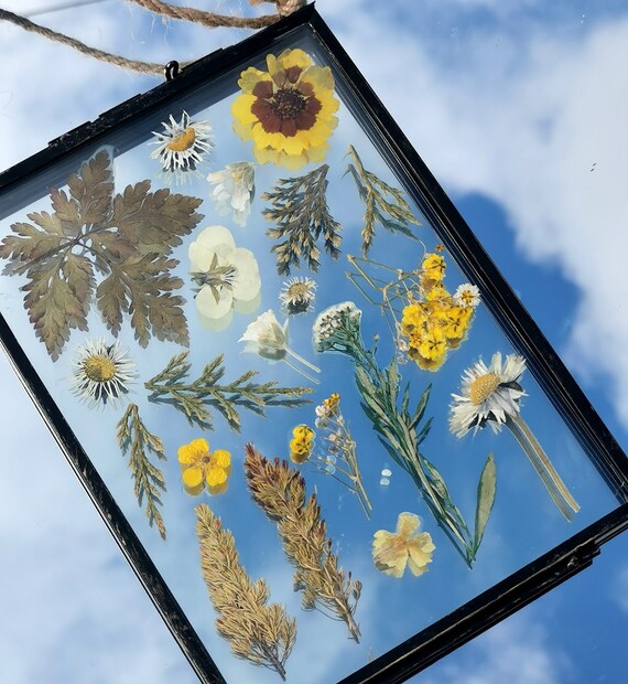 Yellow Spring Daisy Glass Frame | Botanical Pressed Flower Art | Hanging Decoration | Home Décor