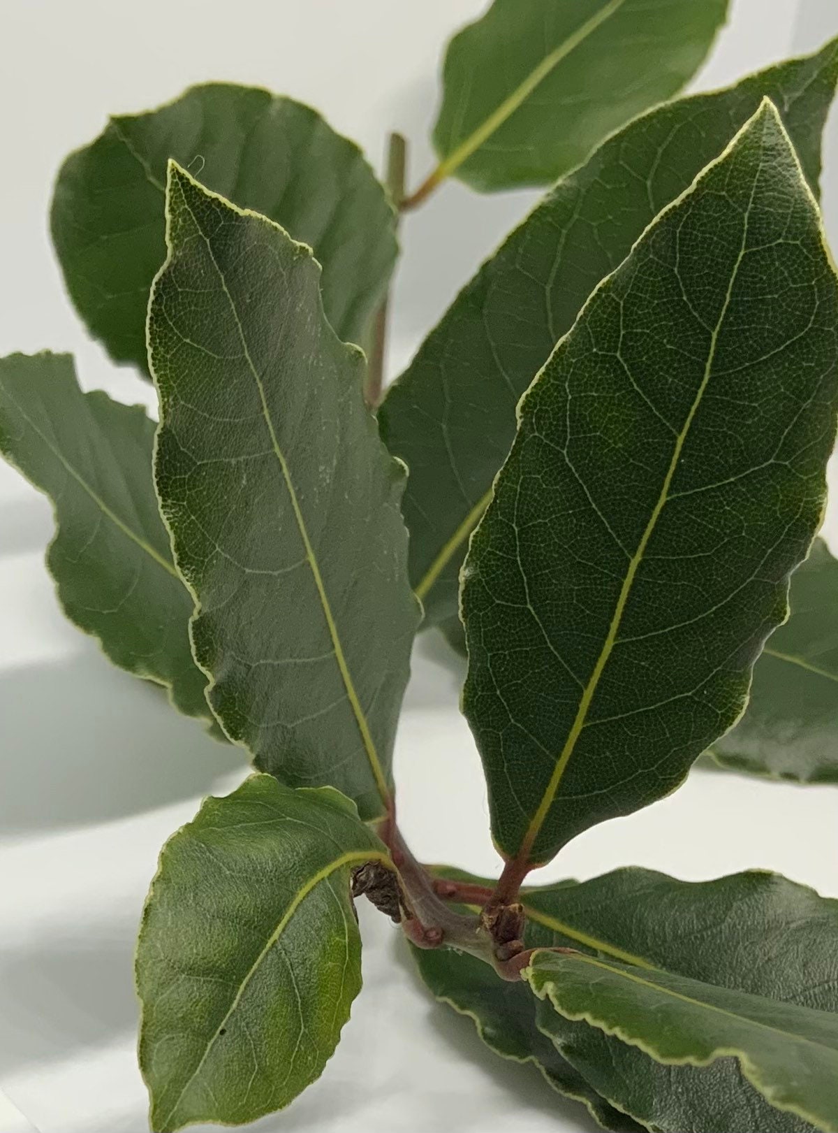 We Are a BLACK OWNED BUSINESS Our 2 Stems Are Sustainably Etsy