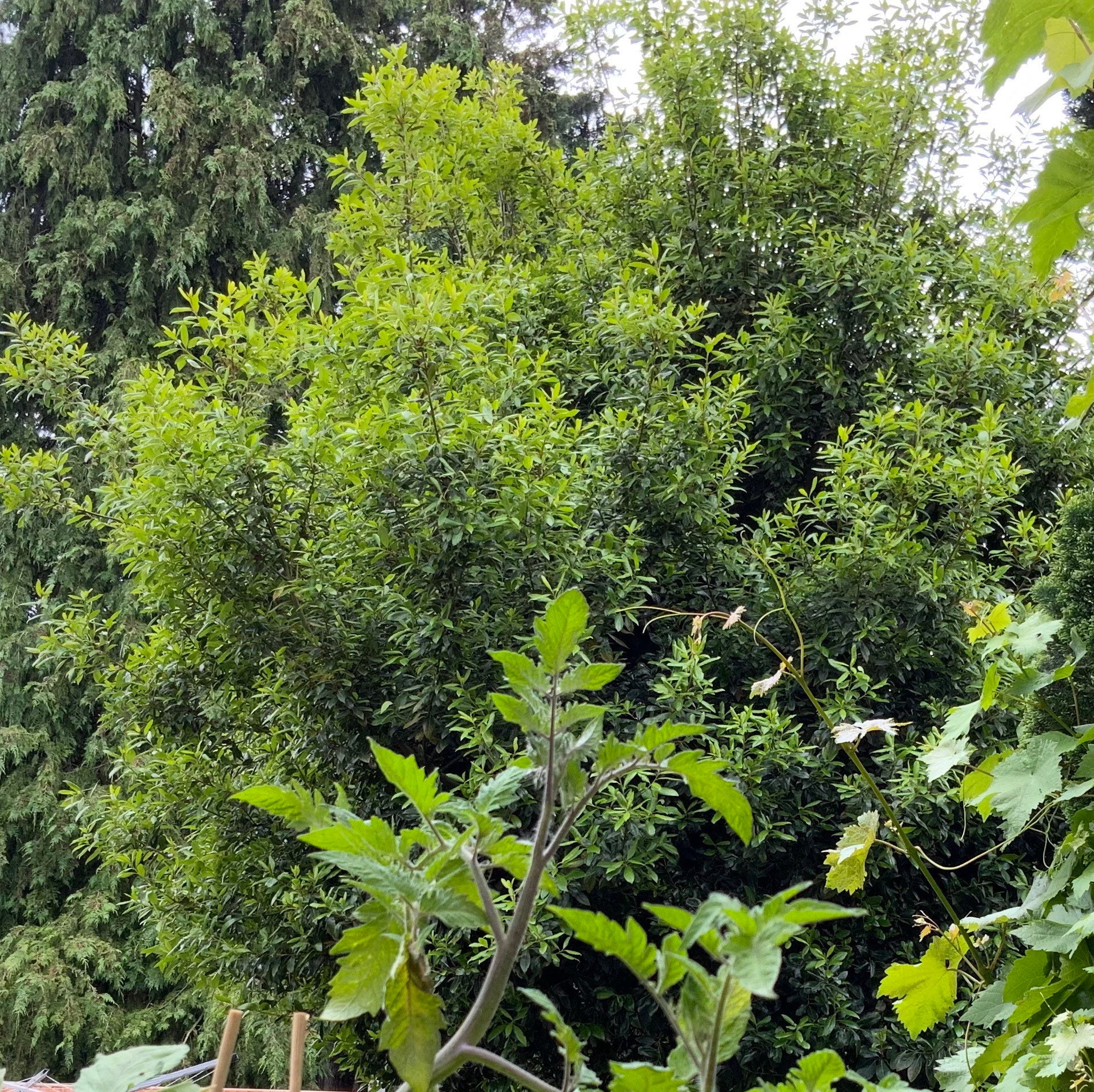 We Are a BLACK OWNED BUSINESS Our 2 Stems Are Sustainably Etsy