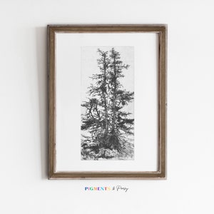 Op de afbeelding: Een zwart-witte tekening van een groep bomen in een eenvoudige houten lijst. De tekening is op wit papier en de lijst is lichtbruin.