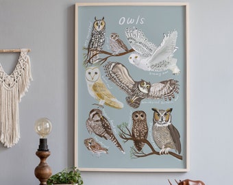 Póster de la guía de campo de búhos, Arte mural de búhos de América del Norte, Tabla de tipos de búhos, Impresión de arte para entusiastas de las aves