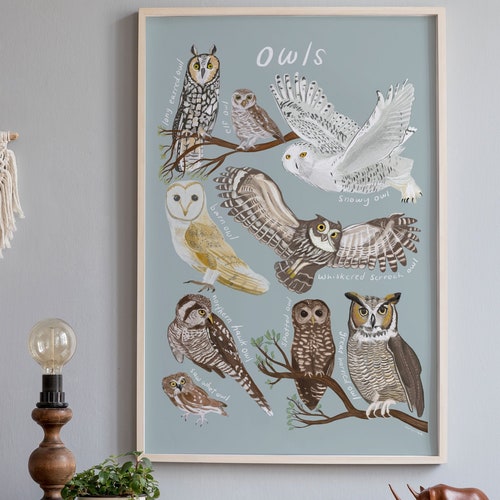 Owls Field Guide Poster Owls of North America Wall Art Types | Etsy