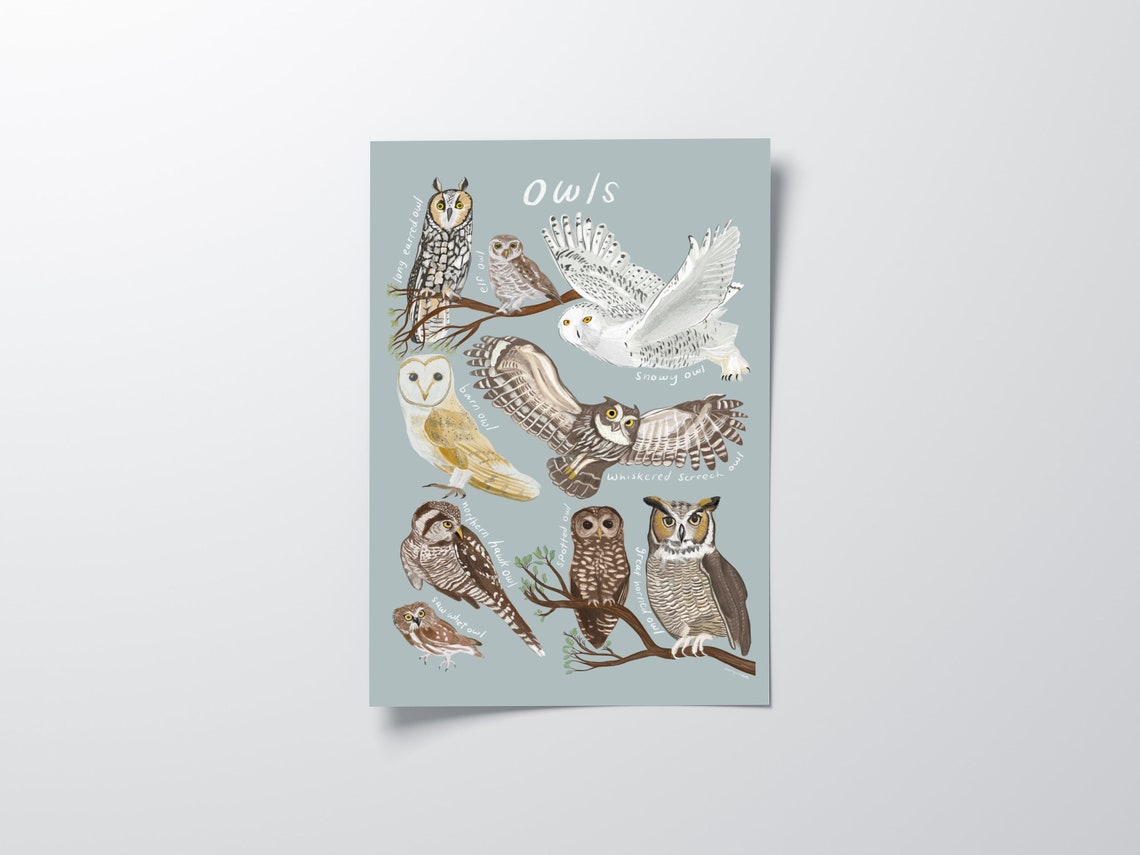 Owls Field Guide Poster Owls of North America Wall Art Types | Etsy