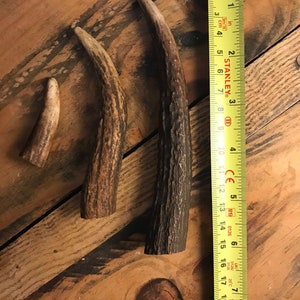 May include: Three antler sheds of varying sizes, with the largest measuring approximately 18 cm, laid out on a wooden surface next to a yellow measuring tape.
