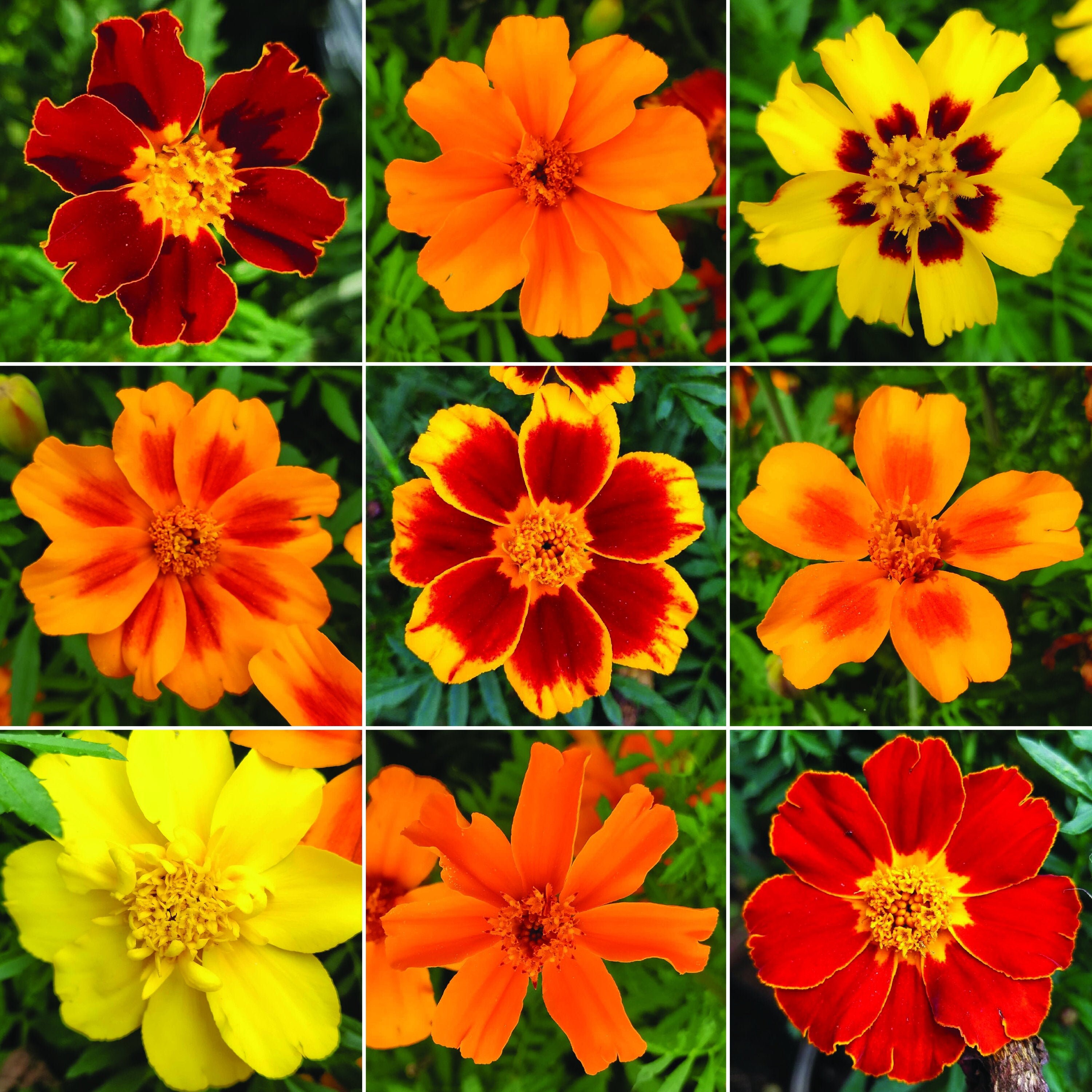 How to Revive Marigolds Optimal Growing Conditions and Reviving Tips