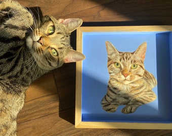 Katten portretten