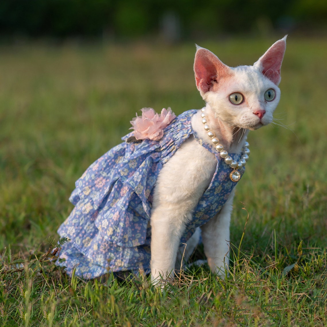 Sphynx Cat Dress Hairless Cat Clothes Summer Romper Catsuit Etsy
