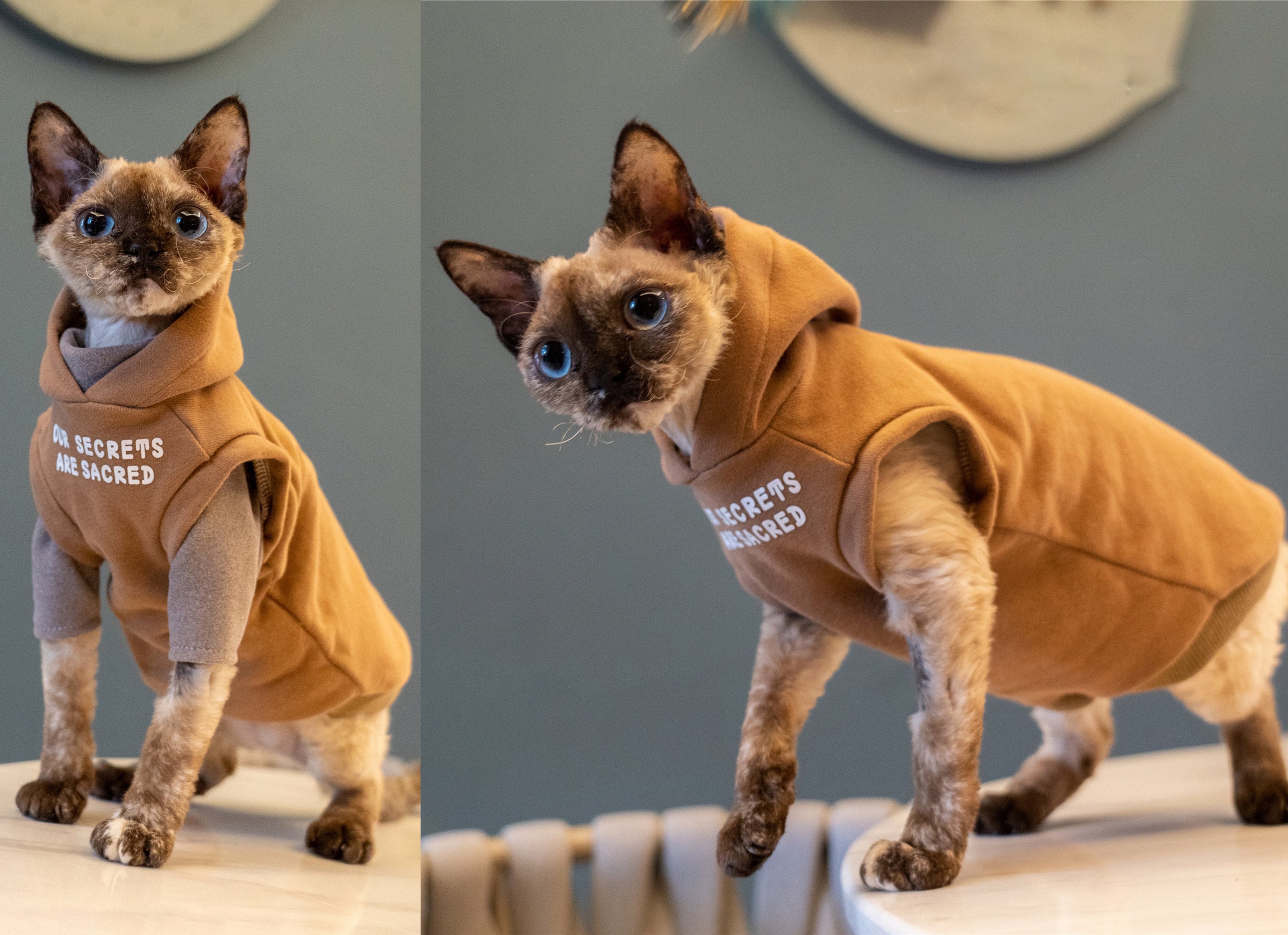 Sphynx Cat Clothes Hoodie Hairless Cat Romper Catsuit Jumpsuit Etsy