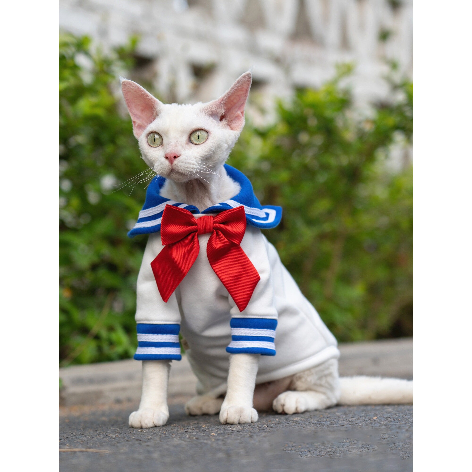 Sphynx Cat Clothes Sailor Moon Costume Halloween Hairless Cat Etsy