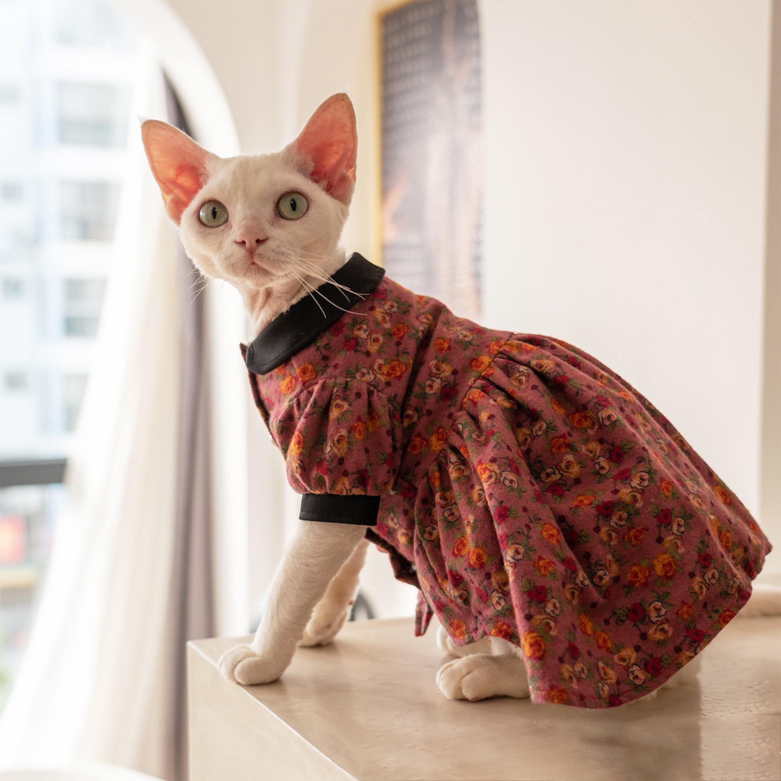 Sphynx Cat Dress Hairless Cat Clothes Summer Romper Catsuit Etsy