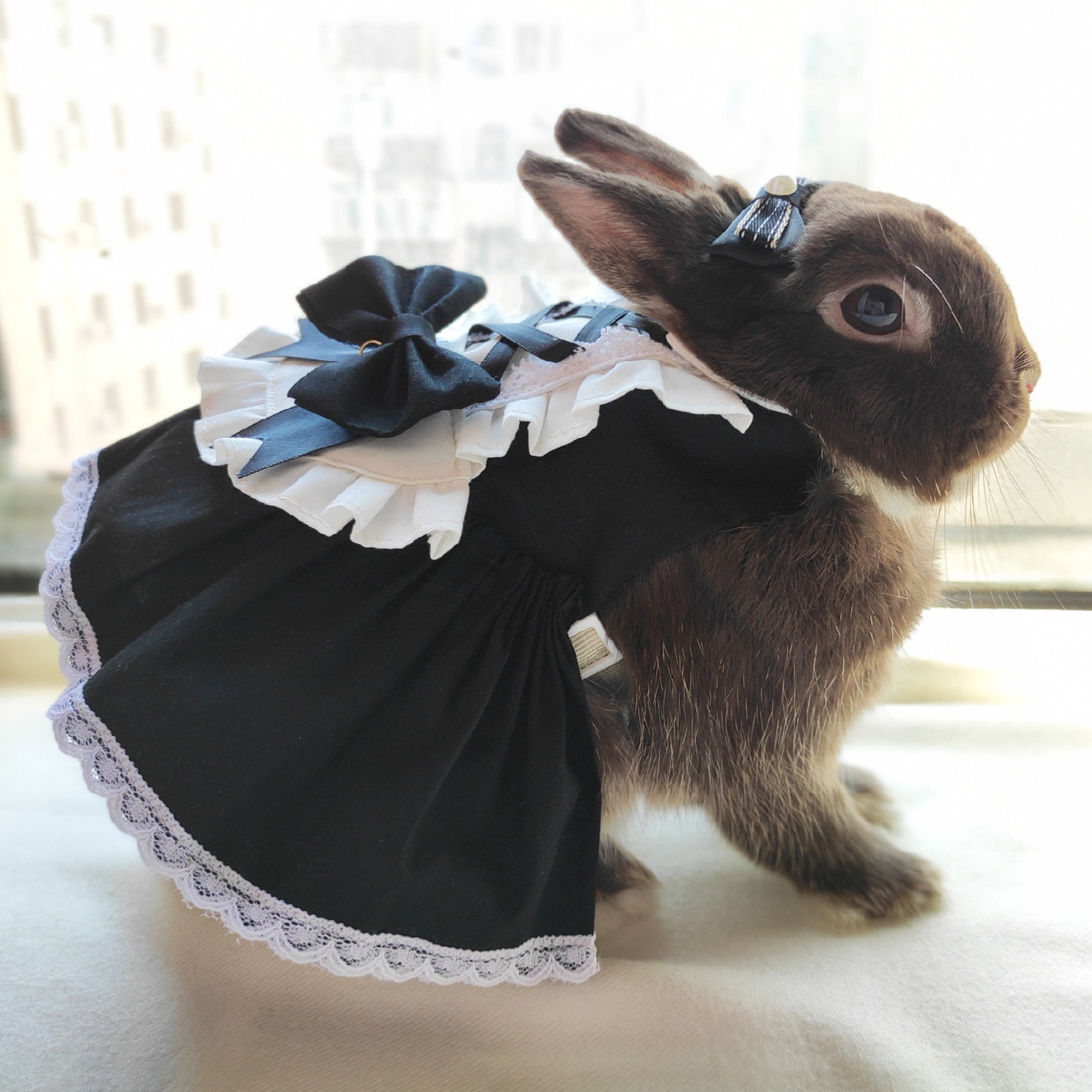 Hase Kaninchen Geschirr Kleid Leine Set kleine Haustier Etsy