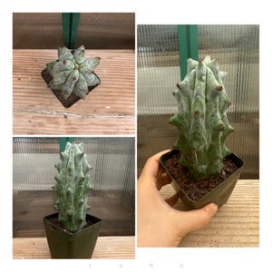 May include: A collection of potted cacti, showcasing various shapes and textures. The top-left image displays a rosette-shaped cactus, while the other images feature columnar cacti with spiky edges and small red protrusions. The plants are in square black pots.