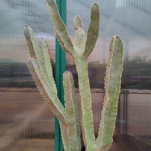 Caralluma shops spiciosa