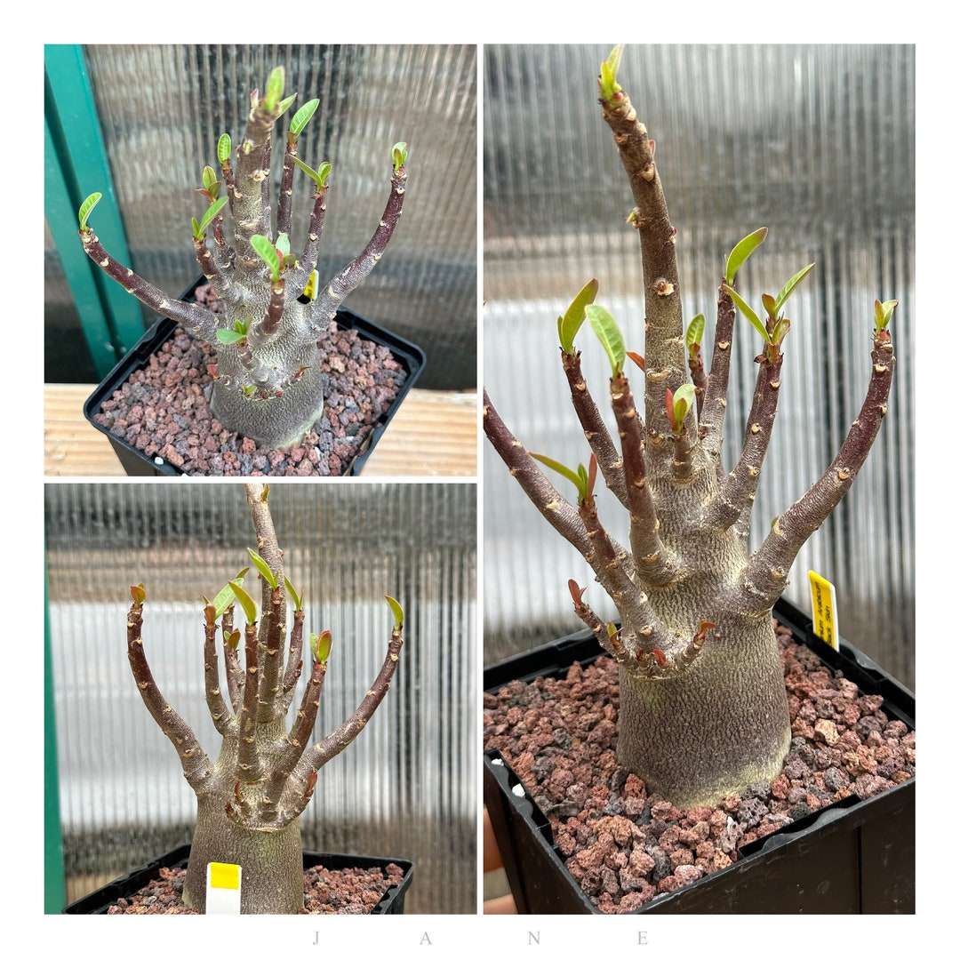 Adenium Arabicum black Skin - Etsy