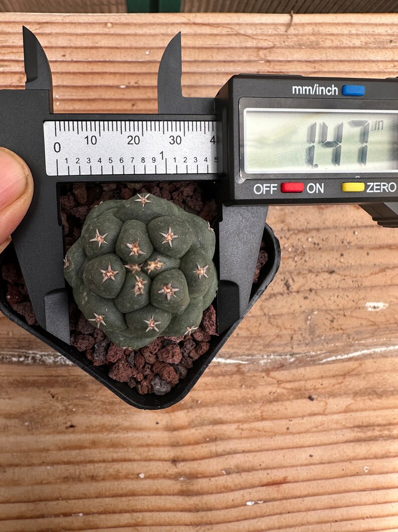 Coryphantha elephantidens cv Tanshi Zugamaru image 8