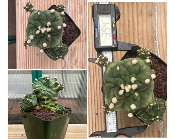 Gymnocalycium 'Transformer'