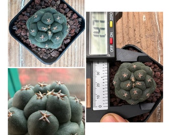 Coryphantha elephantidens cv Tanshi Zugamaru