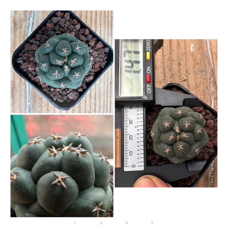 Coryphantha elephantidens cv Tanshi Zugamaru image 1