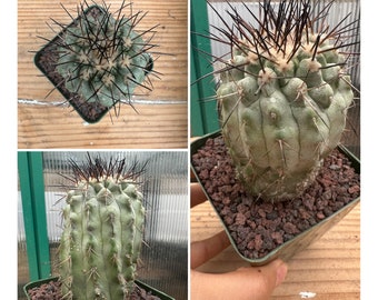 Copiapoa haseltoniana