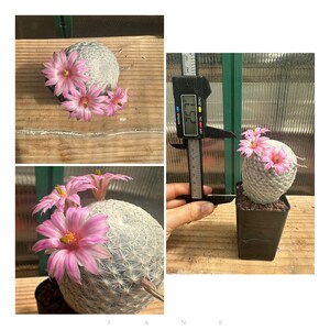 Mammillaria herrerae