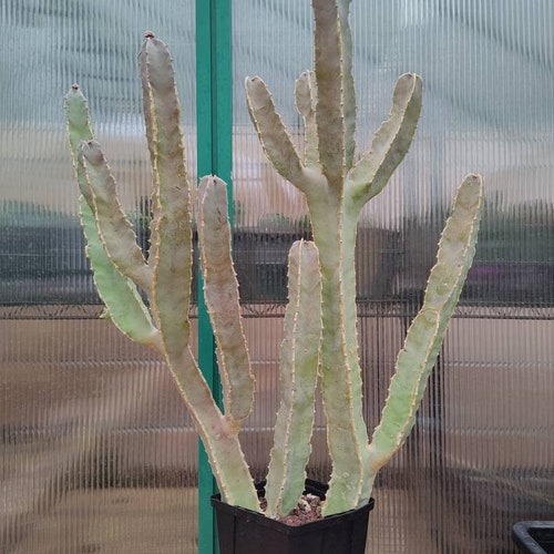Caralluma shops spiciosa