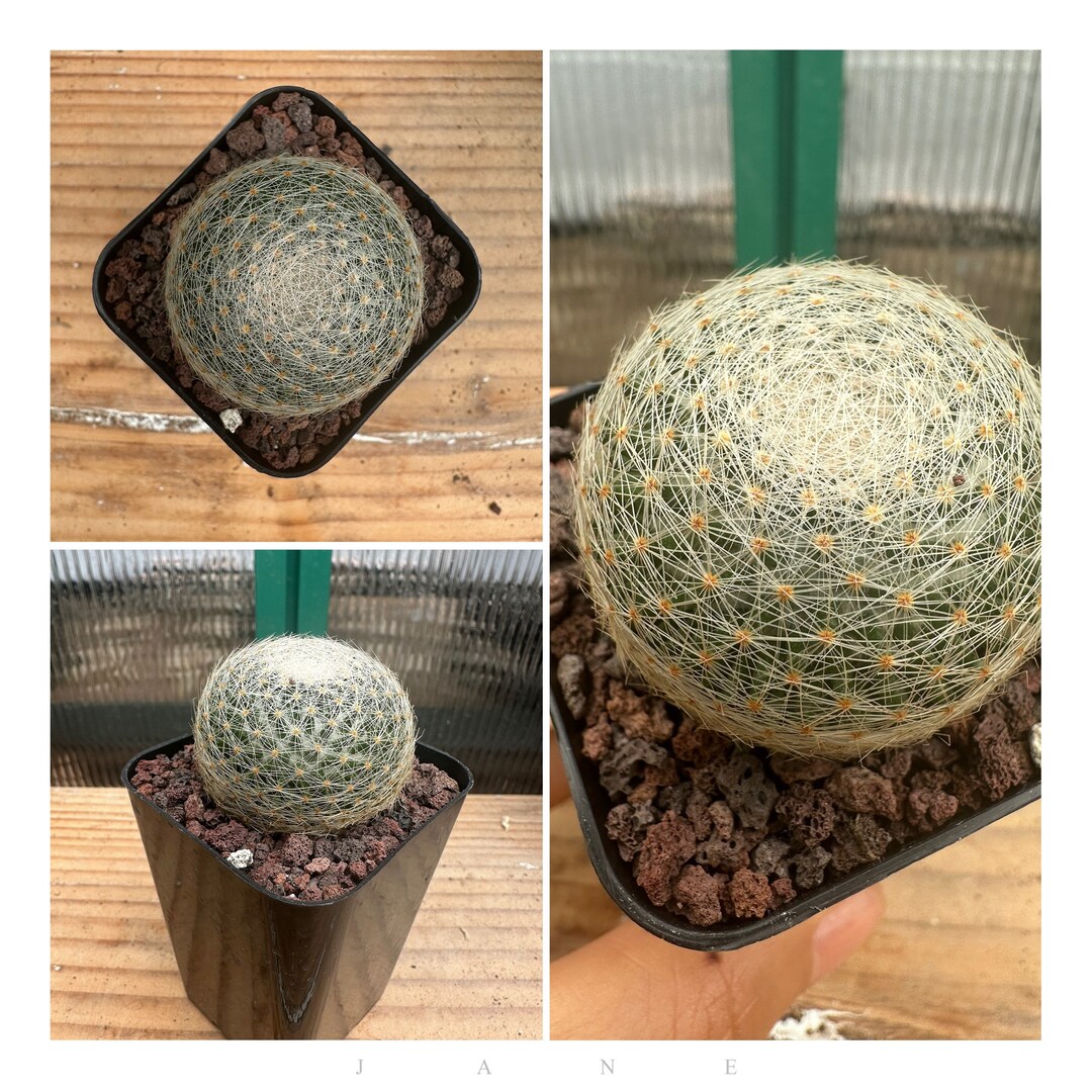 Mammillaria Lenta - Etsy