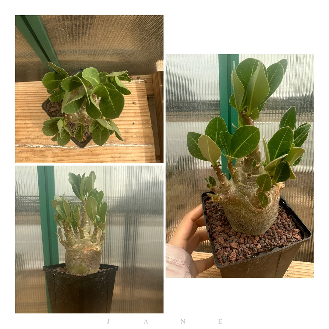 Adenium Arabicum 'black Skin' - Etsy