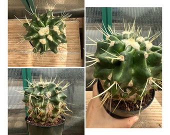 Ferocactus grusonii monstrosa