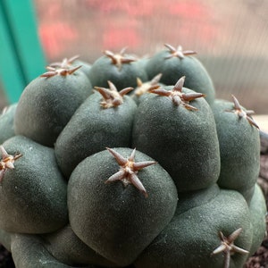 Coryphantha elephantidens cv Tanshi Zugamaru image 7