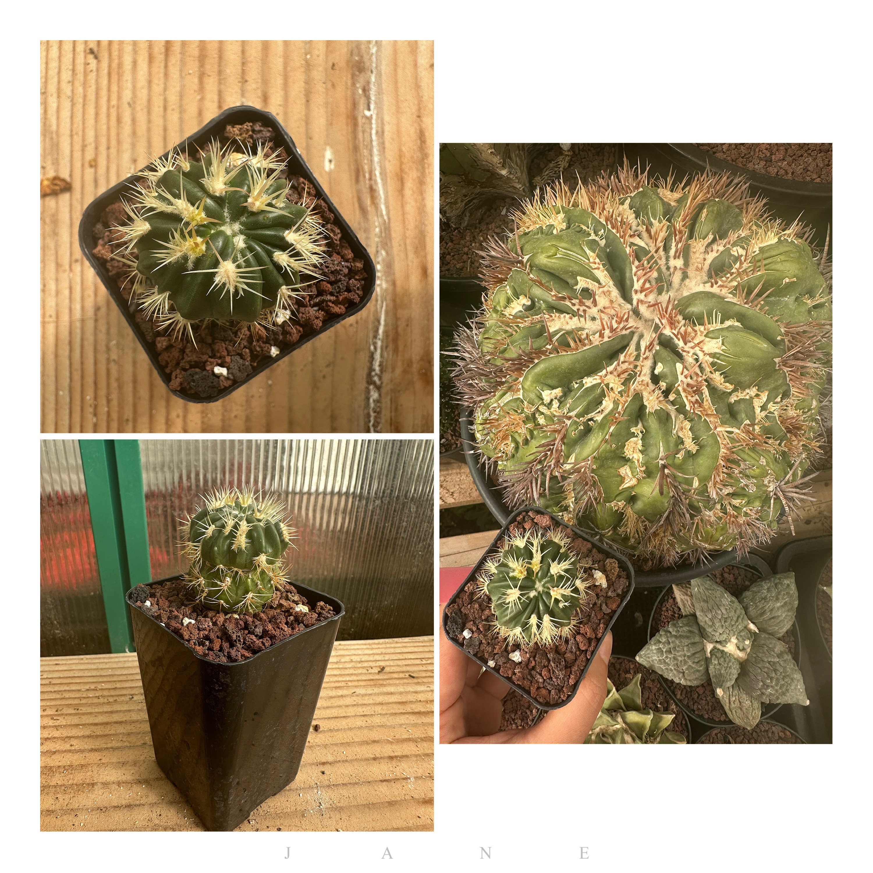 Homalocephala Texensis Cv. Anayami Monstruosa - Etsy