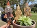 Bern in a fern - Grumpy Bernie Garden Gnome Plant/Garden Stake 